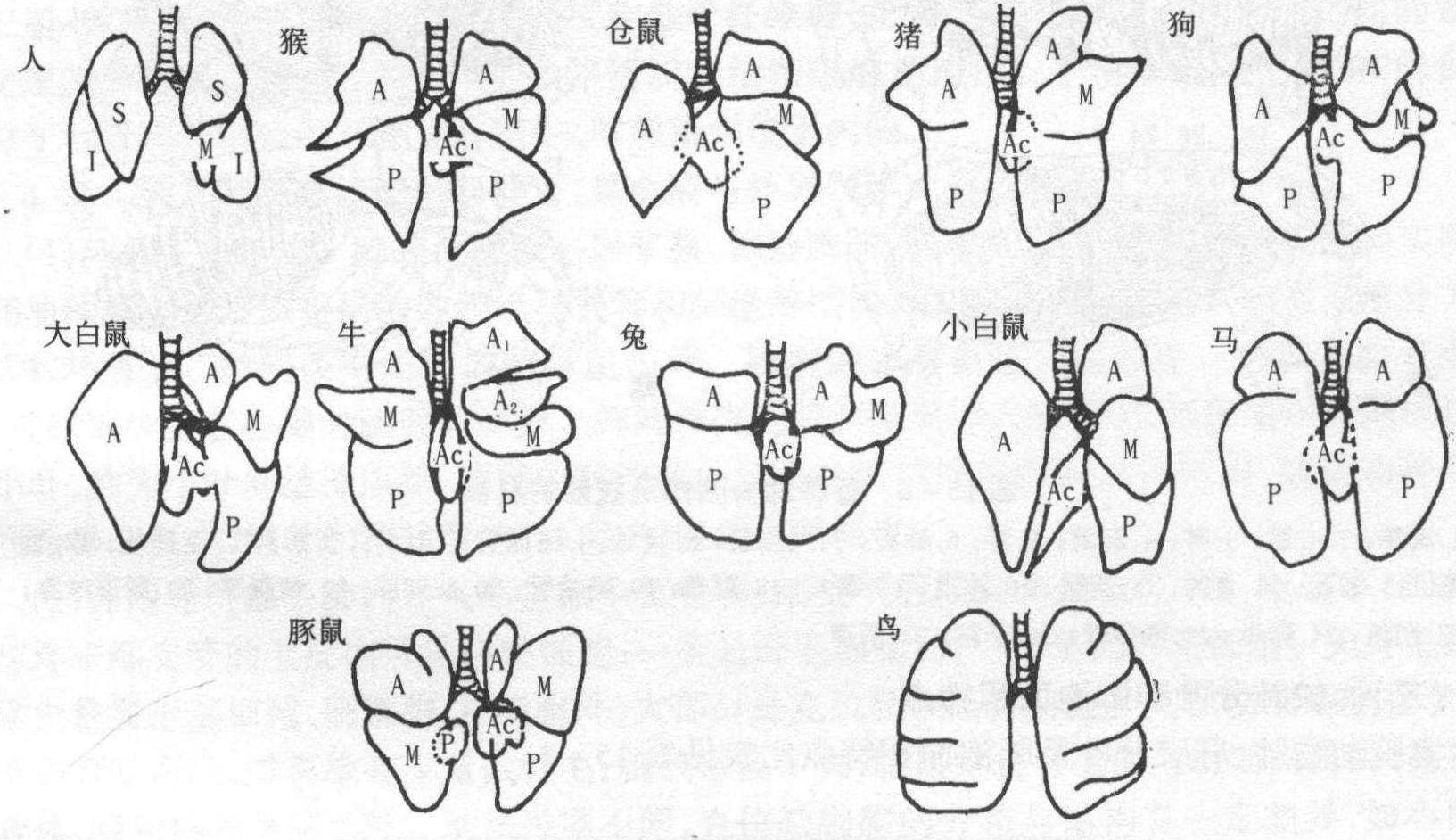 及腹部脏器的特点比较小鼠大鼠叙利亚地鼠豚鼠兔犬猪图15